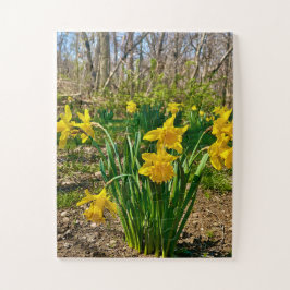 Golden Embrace | Daffodil Bloom in Springtime Puzzle