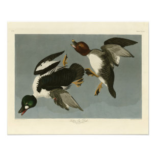 Golden-Eye Duck - von Audubons Vögeln Amerikas Fotodruck