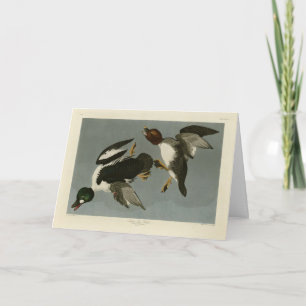 Golden-Eye Duck - von Audubons Vögeln Amerikas Karte