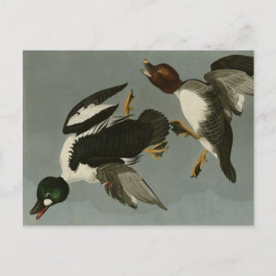 Golden-Eye Duck - von Audubons Vögeln Amerikas Postkarte