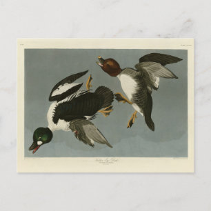 Golden-Eye Duck - von Audubons Vögeln Amerikas Postkarte