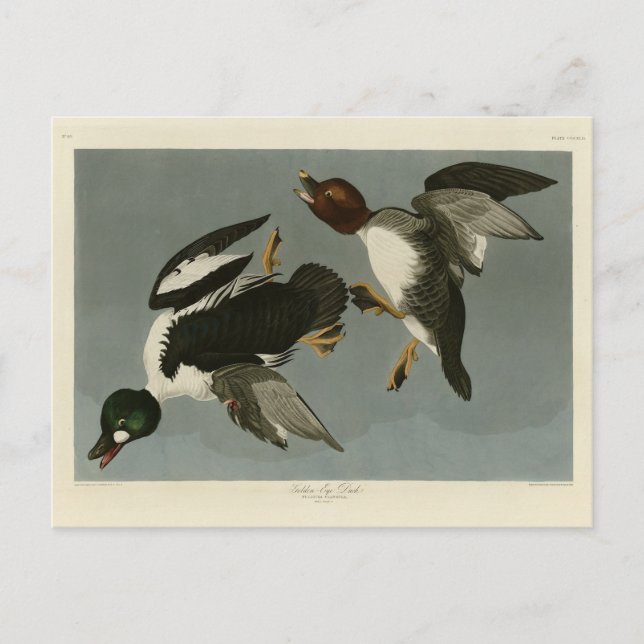 Golden-Eye Duck - von Audubons Vögeln Amerikas Postkarte (Vorderseite)