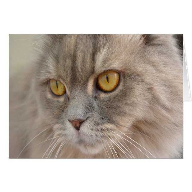 Golden Eye Gray Persian Cat (Vorderseite (Horizontal))