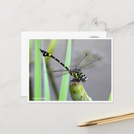 Golden Flangetail ポストカード Postkarte