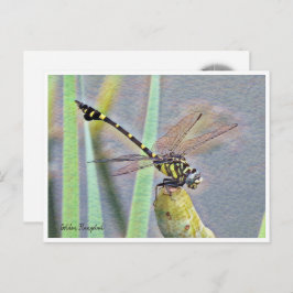 Golden Flangetail Postkarte