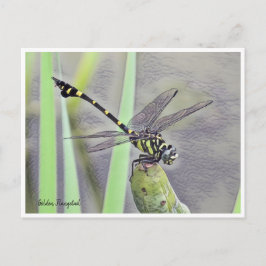 Golden Flangetail Postkarte