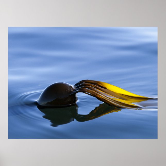 Golden Fronds - Poster (Vorne)