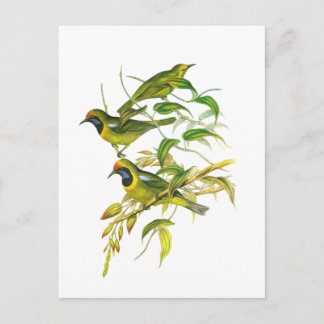 Golden-Fronted Leafbird Postkarte