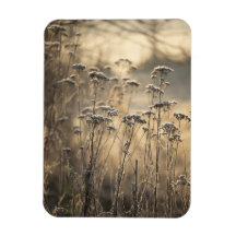 Golden Frosty Morning Flämische Landschaft