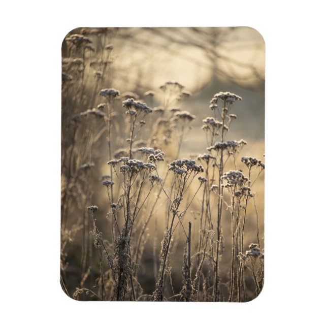 Golden Frosty Morning Flämische Landschaft Magnet (Vertikal)