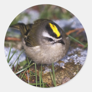 Golden-gekrönte Kinglet Stickers