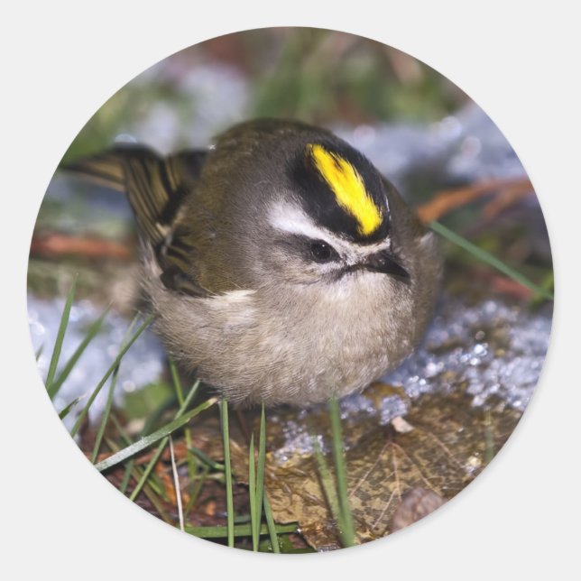 Golden-gekrönte Kinglet Stickers (Vorderseite)