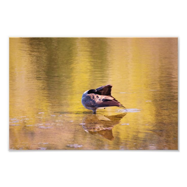 Golden Goose Fotodruck (Vorne)