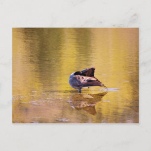 Golden Goose Postkarte
