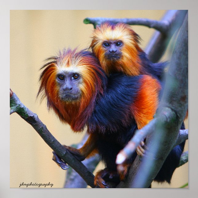 Golden Headed Lion Tamarin Poster (Vorne)