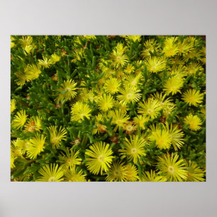 Golden Ice Pflanze Gelbe Blumen Poster