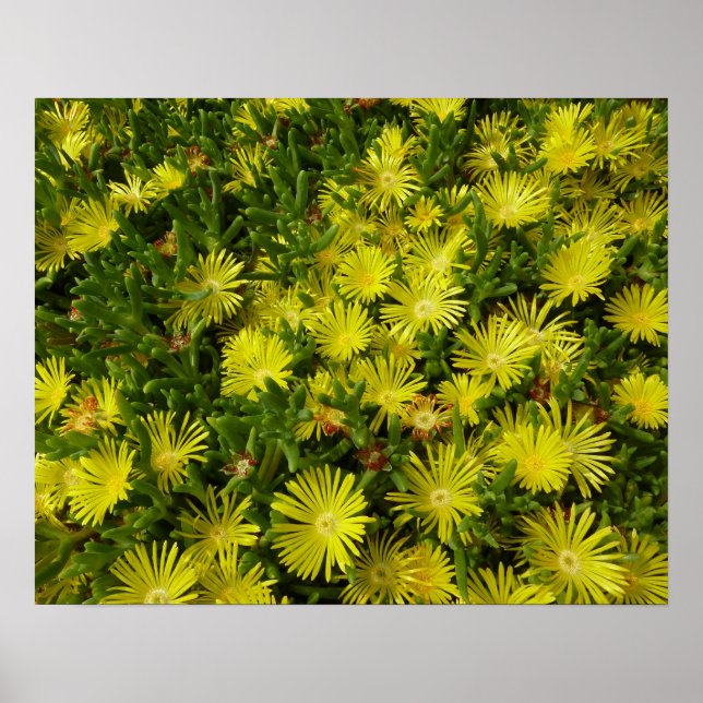 Golden Ice Pflanze Gelbe Blumen Poster (Vorne)