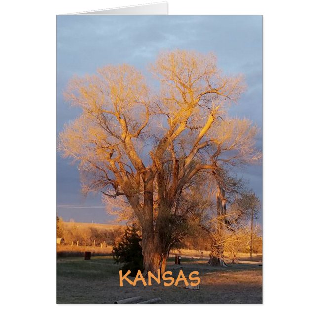 Golden Kansas Staat Tree - Cottonwood (Vorne)