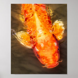 Golden Koi Foto Poster
