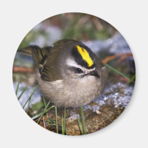 Golden-Kronen-Kinglet-Magnete Magnet