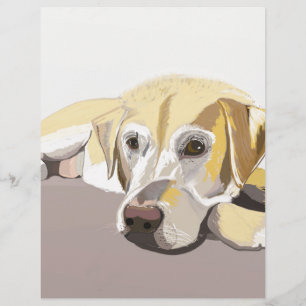 Golden Labrador