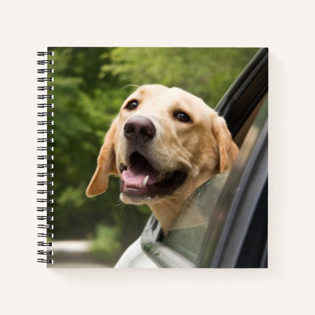 Golden Labrador im Rückspiegel Notizbuch (Vorderseite)