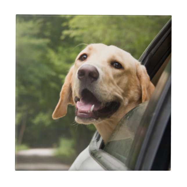 Golden Labrador in Rearview Mirror Fliese (Vorderseite)