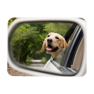 Golden Labrador in Rearview Mirror Magnet