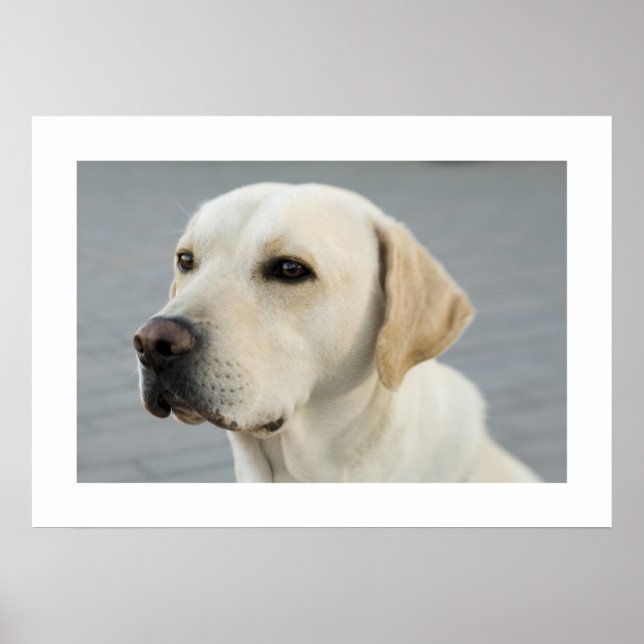 Golden Labrador Poster (Vorne)