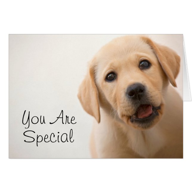 Golden Labrador Puppy (Vorderseite (Horizontal))