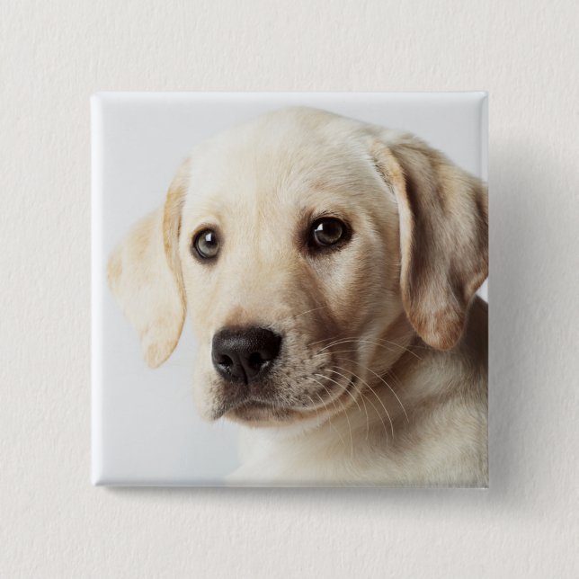 Golden Labrador Puppy Closeup Button (Vorderseite)