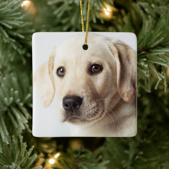 Golden Labrador Puppy Closeup Keramikornament (Baum)
