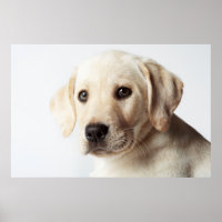 Golden Labrador Puppy Closeup