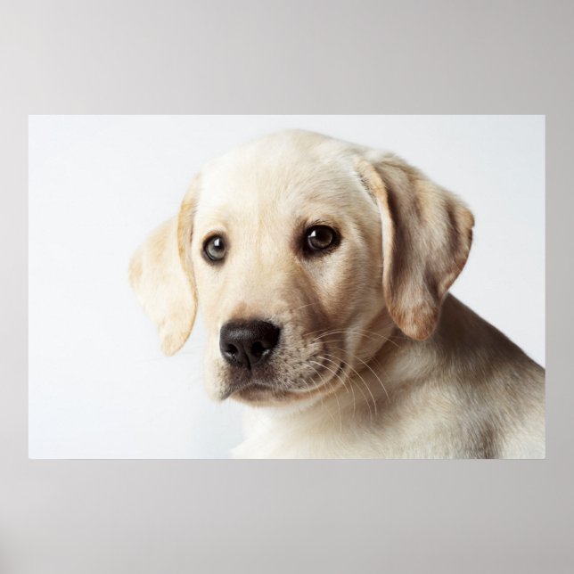Golden Labrador Puppy Closeup Poster (Vorne)
