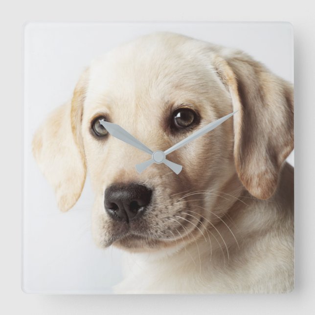 Golden Labrador Puppy Closeup Quadratische Wanduhr (Vorderseite)