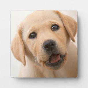 Golden Labrador Puppy Fotoplatte