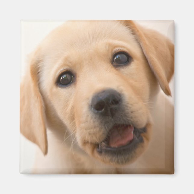 Golden Labrador Puppy Magnet (Vorne)