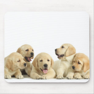 Golden Labrador Puppy Mousepad