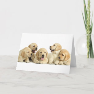 Golden Labrador Puppy Pile Karte