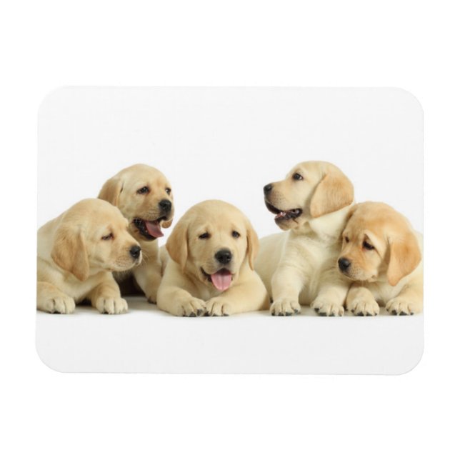 Golden Labrador Puppy Pile Magnet (Horizontal)