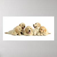 Golden Labrador Puppy Pile