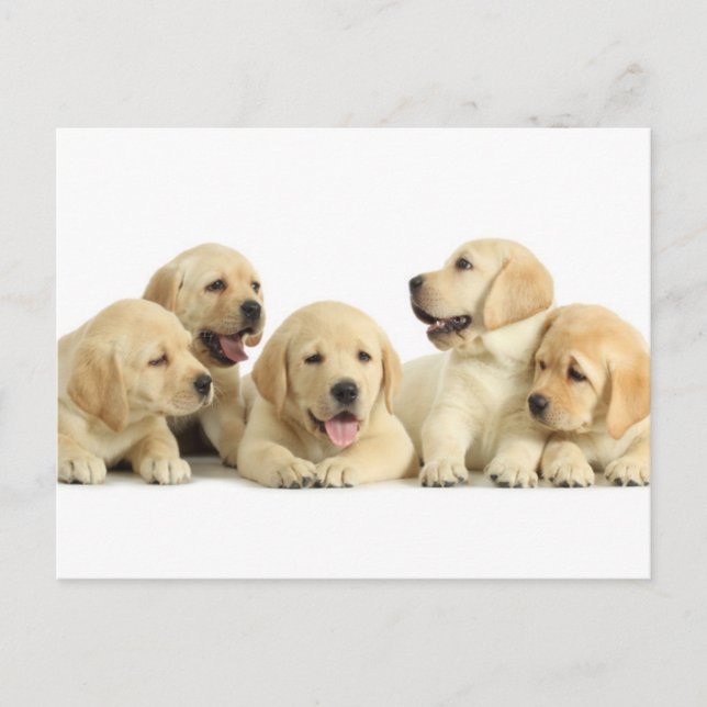 Golden Labrador Puppy Pile Postkarte (Vorderseite)