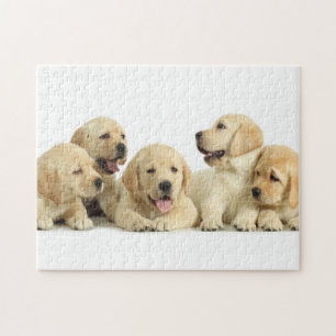 Golden Labrador Puppy Pile Puzzle