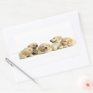 Golden Labrador Puppy Pile Rechteckiger Aufkleber