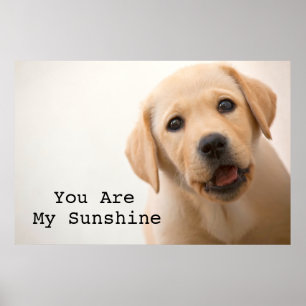Golden Labrador Puppy Poster