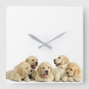 Golden Labrador Puppy Quadratische Wanduhr