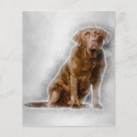 Golden Labrador Retriever 8 Jahre alt