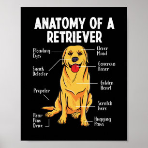 Golden Labrador Retriever Anatomie eines Retriever Poster