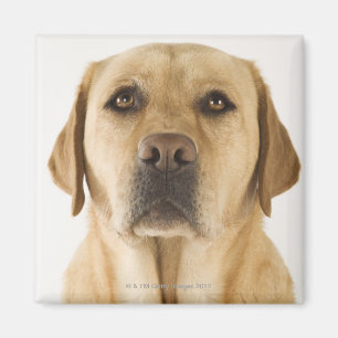 Golden Labrador Retriever (Canis familiaris). Magnet
