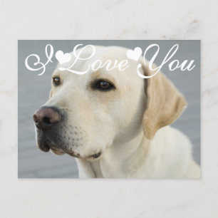 Golden Labrador Retriever Foto Image I Liebe You Postkarte